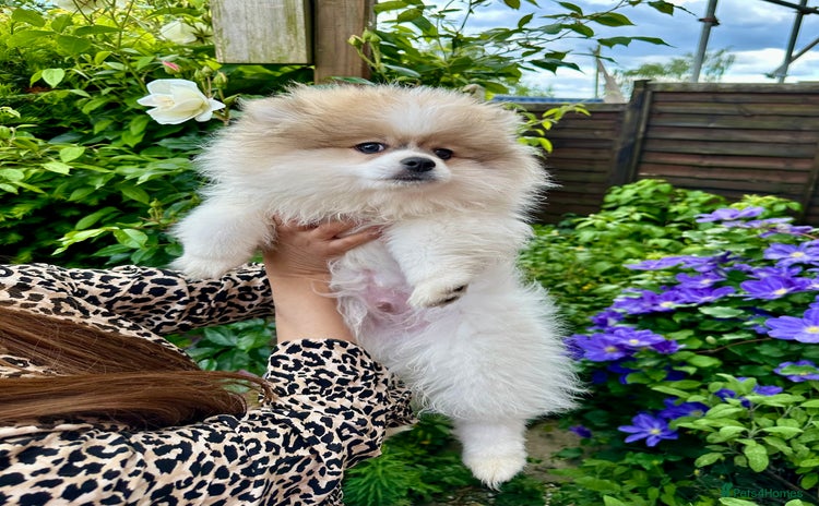 Pomeranian dogs - Advert 3