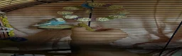 Budgerigars birds for sale: Female budgie for sale in Southampton - Advert 10