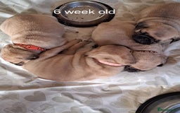 Pug dogs for stud: Casper - Image 7