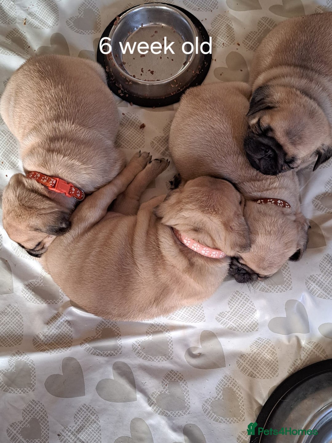 Pug dogs for stud: Casper - Image 7