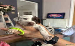 Mixed Breed dogs for sale: Springer Spaniel cross Dalmatian - Image 9