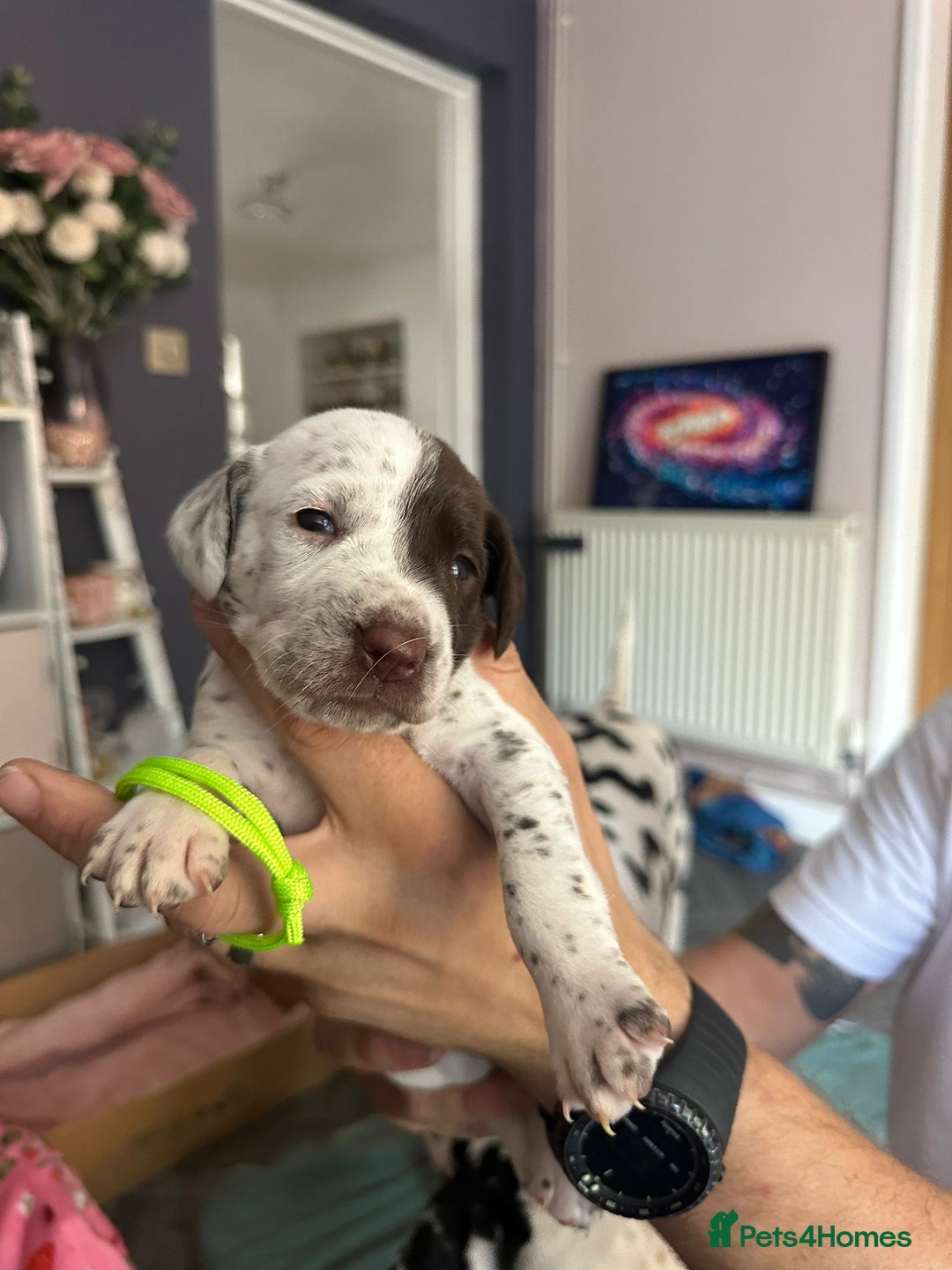Mixed Breed dogs for sale: Springer Spaniel cross Dalmatian - Image 9