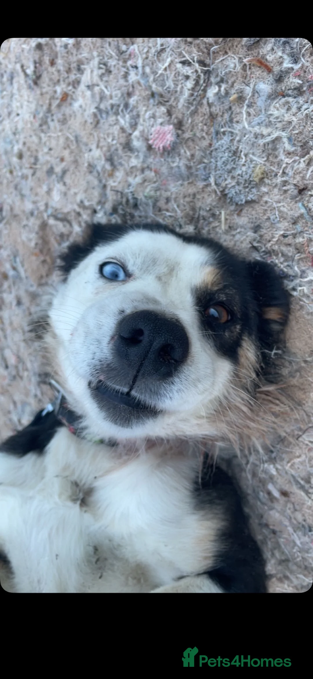 Border Collie dogs for sale: Friendly border collie for sale  in Dolgellau - Advert 1
