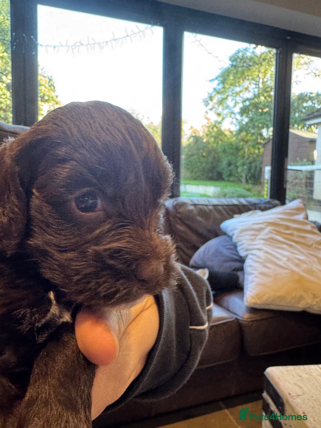 Mixed Breed dogs for sale: Sprockerpoo puppies for sale - Advert 22
