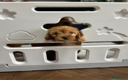 Cavapoo dogs for sale: Cavapoos  - Image 9