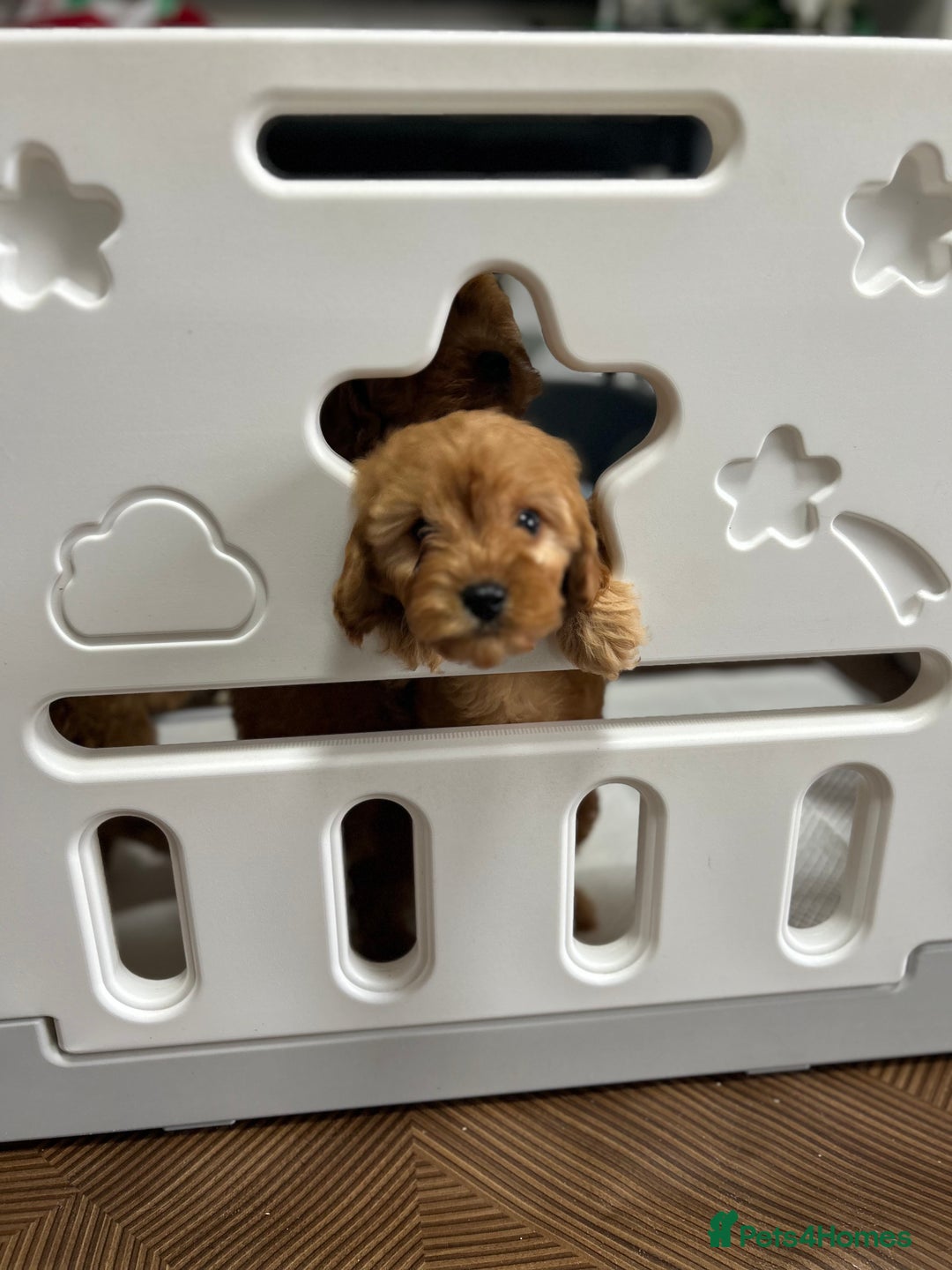 Cavapoo dogs for sale: Cavapoos  - Image 9