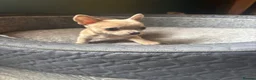 Chihuahua dogs for sale: Striking Blue Eyed Merle Chihuahua Baby Boy in Gateshead - Advert 11