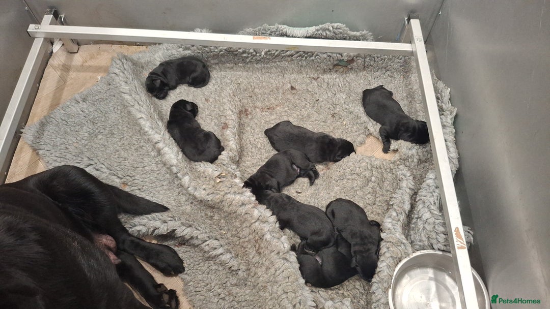 Labrador Retriever dogs for sale: KC Registered Health Tested Labrador puppies - Advert 12