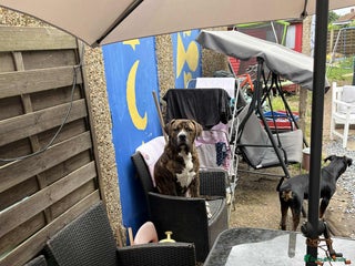 Mixed Breed dogs - Advert 6