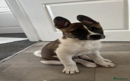 Mixed Breed dogs for sale: American Akita Puppy - Image 1
