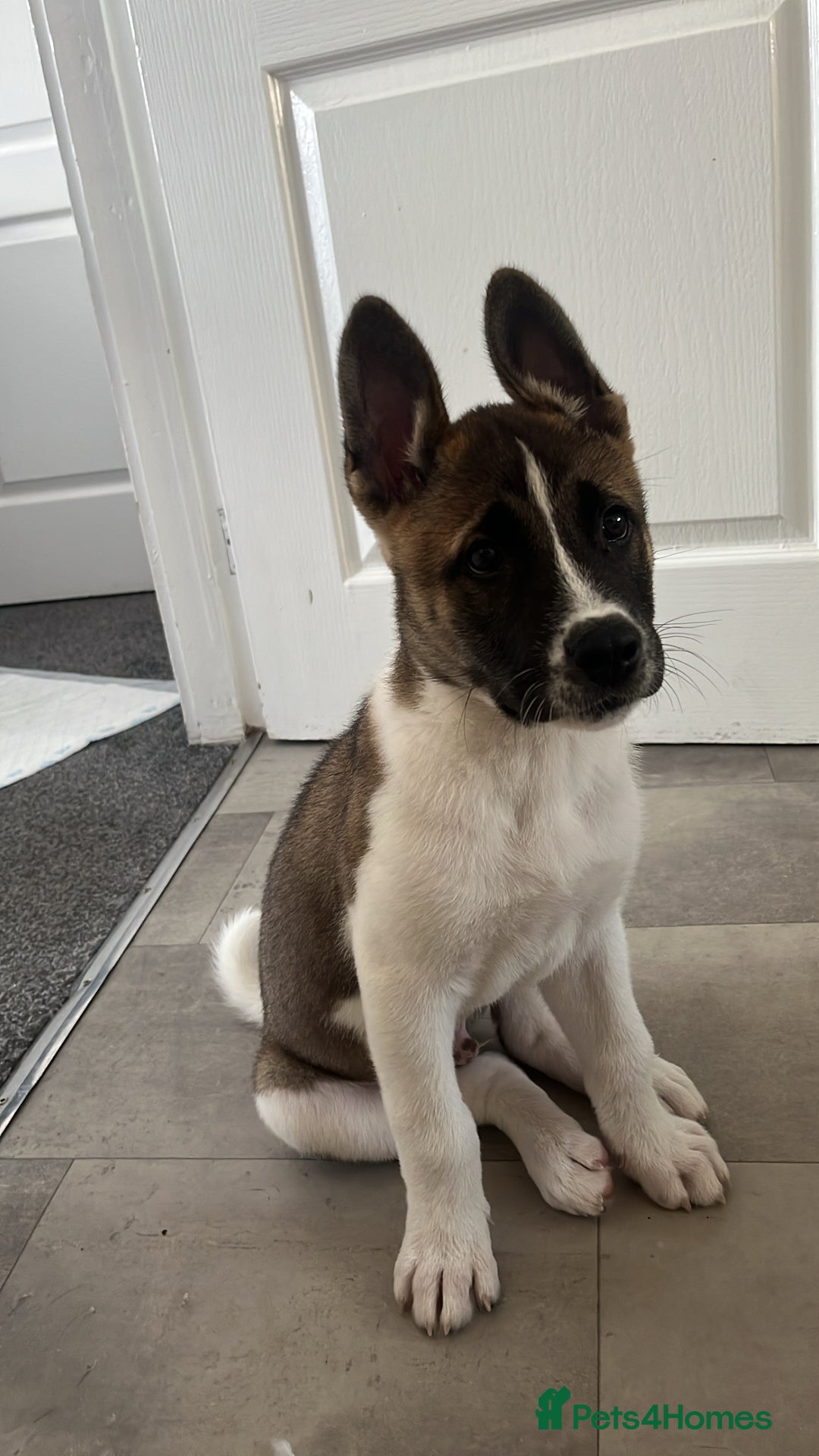Mixed Breed dogs for sale: American Akita Puppy - Image 1