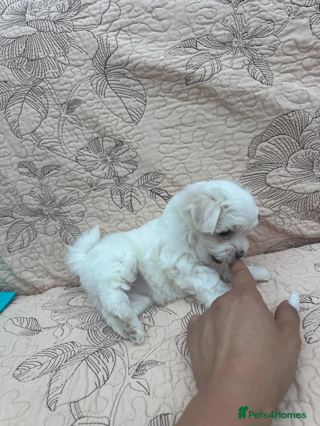 Maltese dogs for sale: ✨Korean Maltese Puppies ✨ - Advert 4