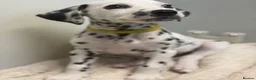 Dalmatian dogs for sale: Dalmatian puppies - Advert 35