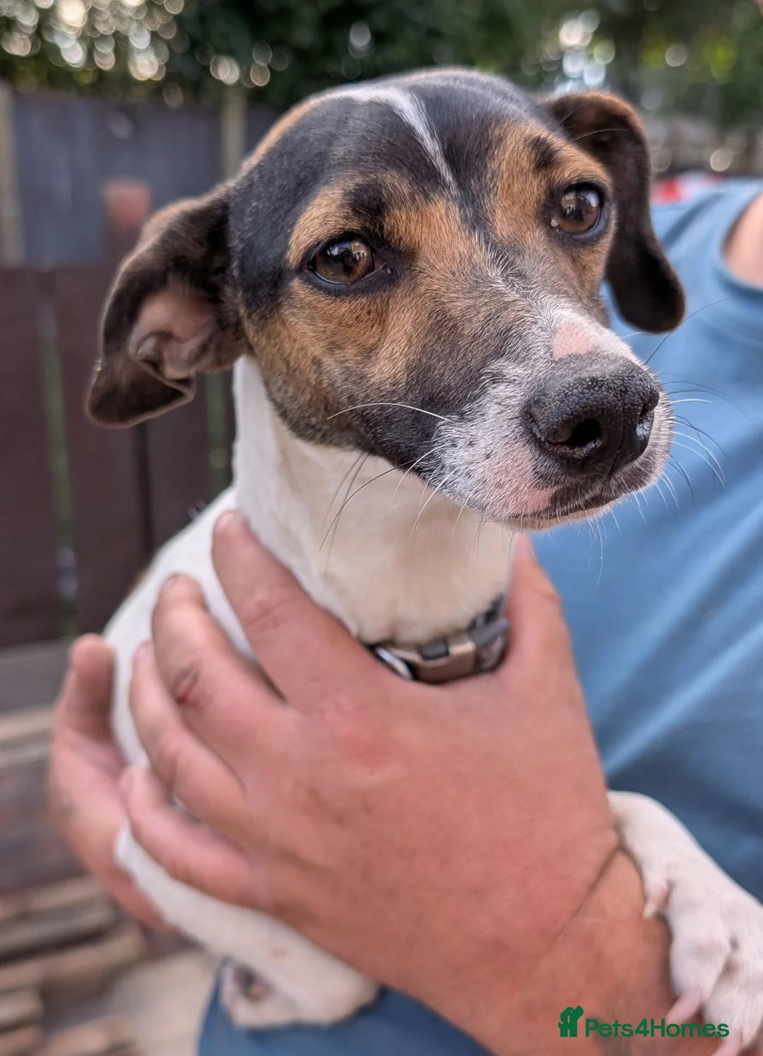 Jack Russell dogs for sale: Forever Home for Rosie and Roxie in Houghton le Spring - Advert 4