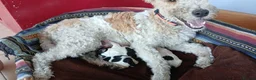 Fox Terrier dogs for sale: Wire haired fox terrier pups based in Kent in Gravesend - Advert 21