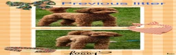 Miniature Poodle dogs for sale: Miniature poodle puppies.  - Advert 2