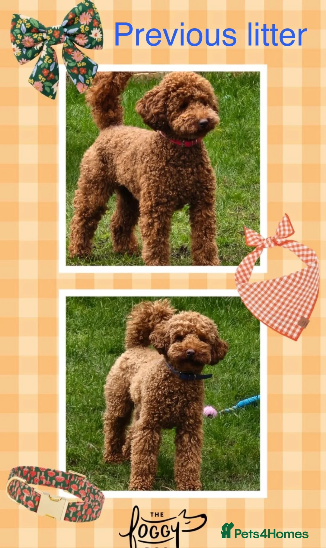 Miniature Poodle dogs for sale: Miniature poodle puppies.  - Advert 2