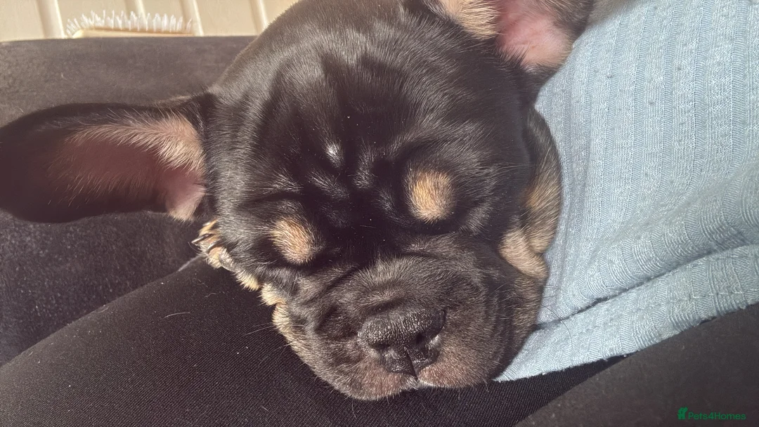 French Bulldog dogs for sale: Affectionate 1yr Old Frenchie Genuine Home Wanted - Advert 2