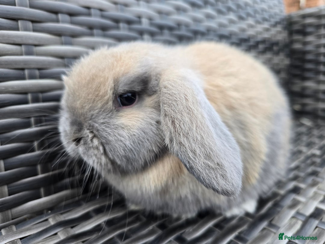 Mini Lop rabbits for sale: Mini lop Bunnies - Advert 7