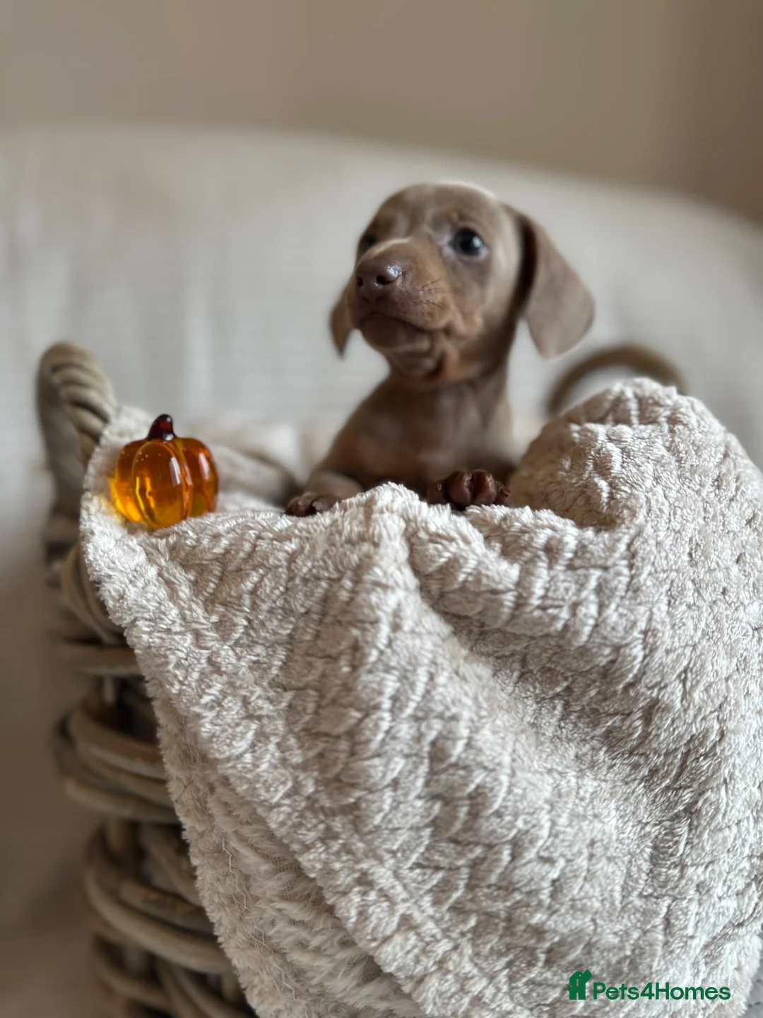 Miniature Dachshund dogs for sale: 🤍exceptional KC PRA clear🤍 - Advert 1