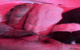 French Bulldog dogs for sale: 2 French bulldog puppies| | 8weeks old - Advert 4