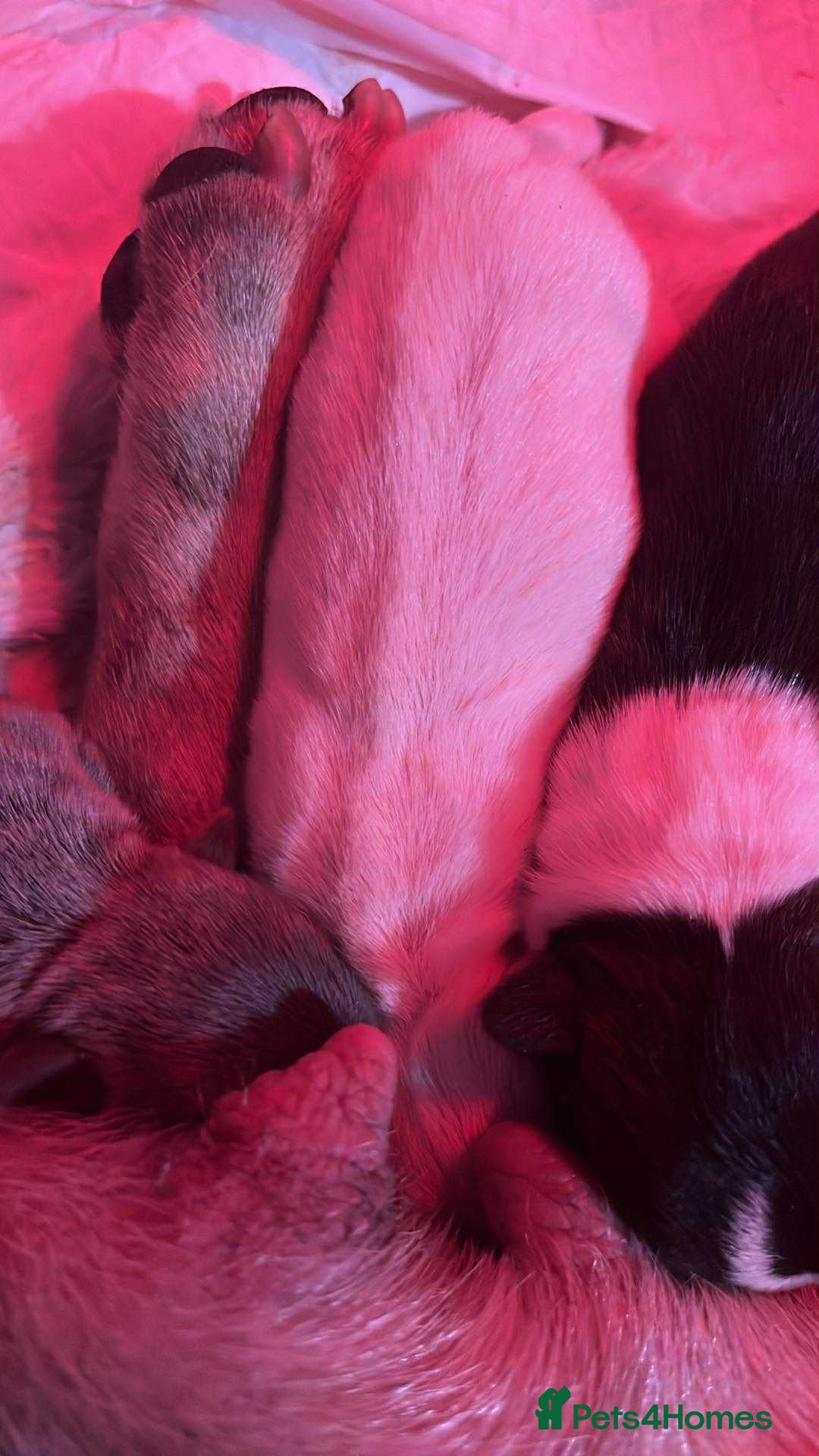 French Bulldog dogs for sale: 2 French bulldog puppies| | 8weeks old - Advert 4