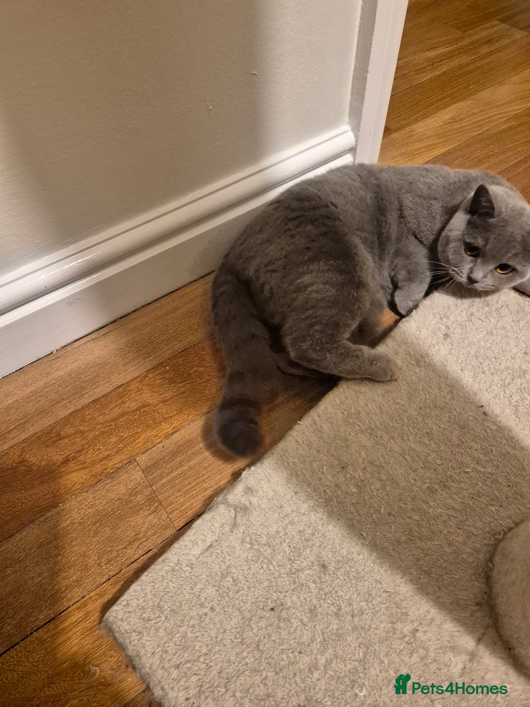 British Shorthair cats for sale: Beautiful British Shorthaired - Advert 3