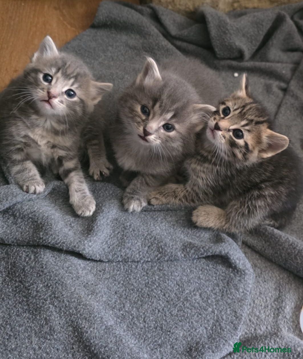 Mixed Breed cats Mixed tabby x 5 - Advert 4