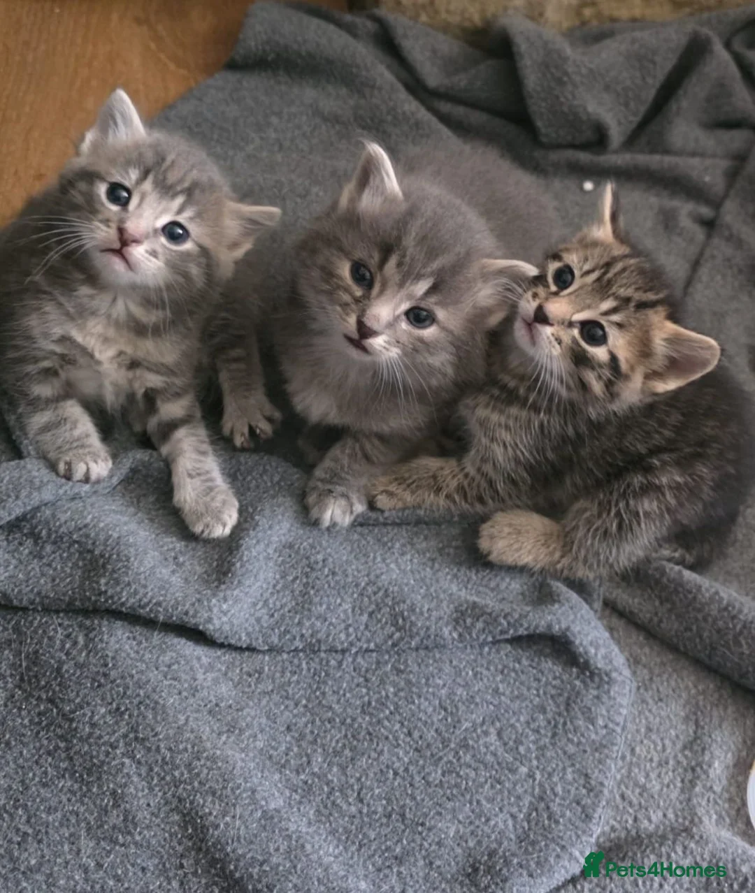 Mixed Breed cats for sale: Mixed tabby x 5 - Advert 1