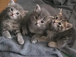 Mixed Breed cats Mixed tabby x 5 - Advert 4