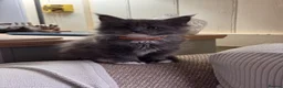 Maine Coon cats for sale: Maine Coon Kittens available  in Thetford - Advert 1