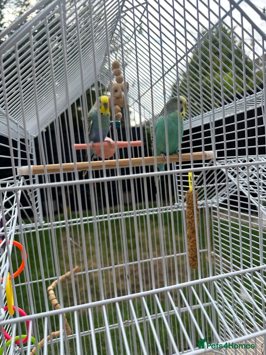 Budgerigars birds for sale: Male and Female budgies with Cage and Accessories - Image 5
