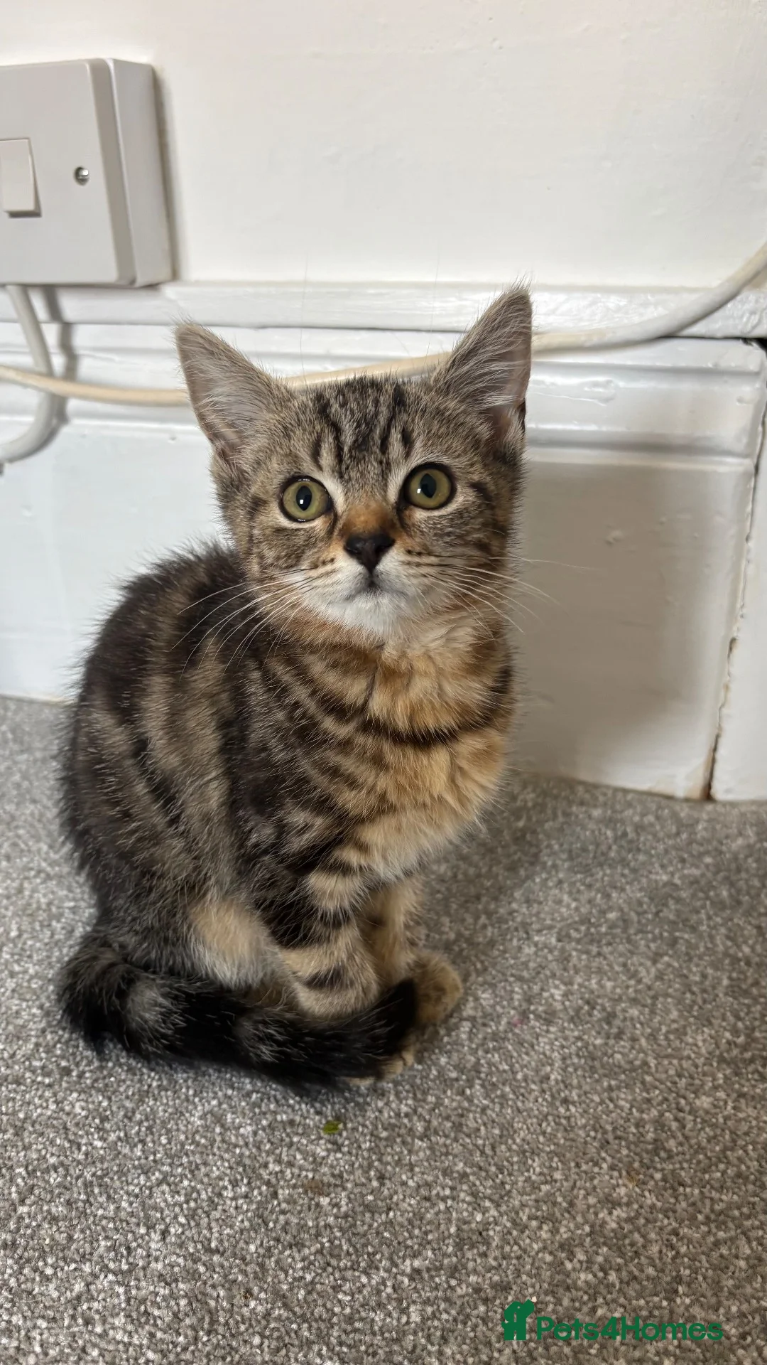 British Shorthair cats for sale: Mirah and Toast in Birmingham - Advert 2