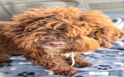 Lagotto Romagnolo dogs for sale:  ❗️Last one❗️Lagotto - The best breed ever in London - Image 4
