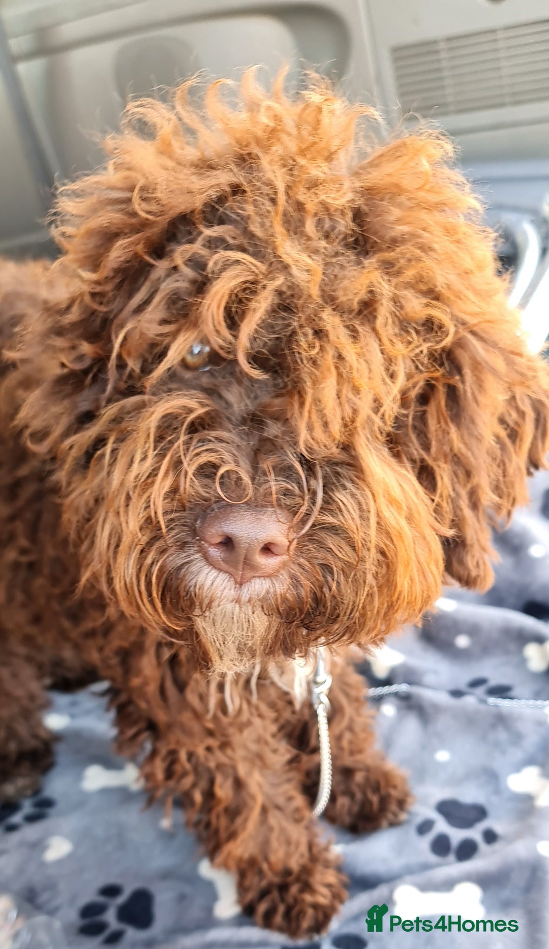 Lagotto Romagnolo dogs for sale:  ❗️Last one❗️Lagotto - The best breed ever in London - Image 4