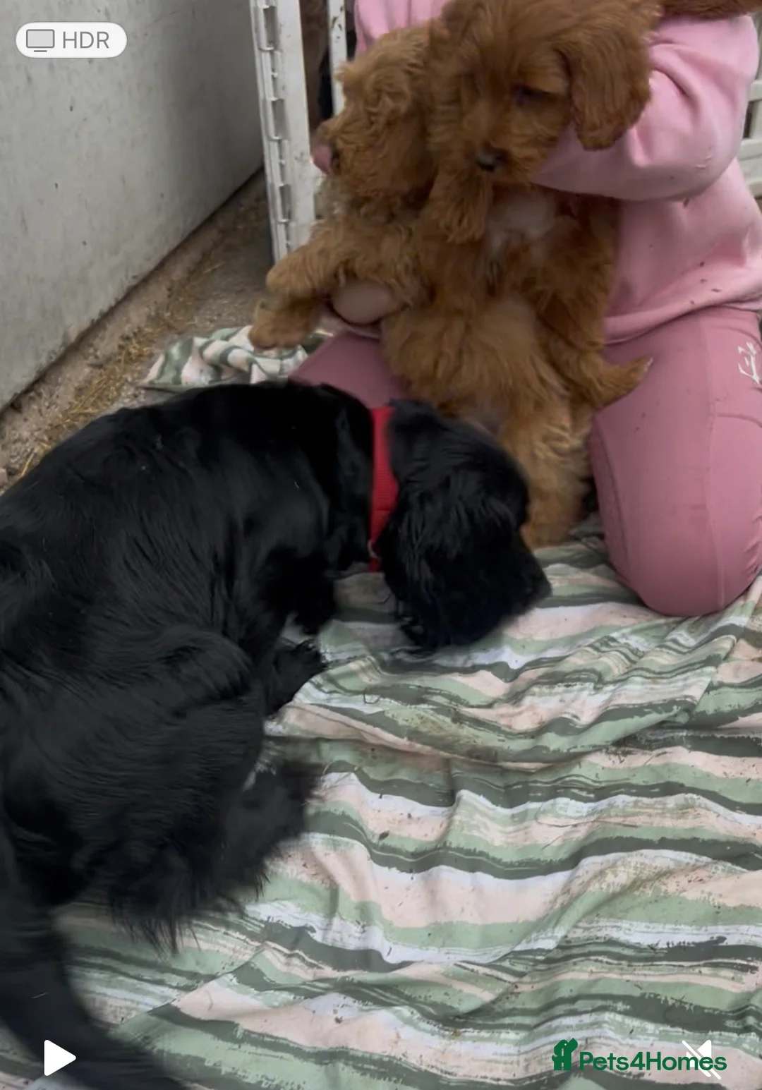 Cockapoo dogs for sale: Beautiful F1 Cockapoo puppies - Advert 2