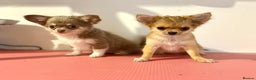 Chihuahua dogs for sale: Last show quality KC long coat Boy  - Advert 29
