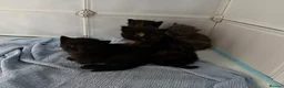 Mixed Breed cats for sale: 2 beautiful kittens for sale  - Advert 23