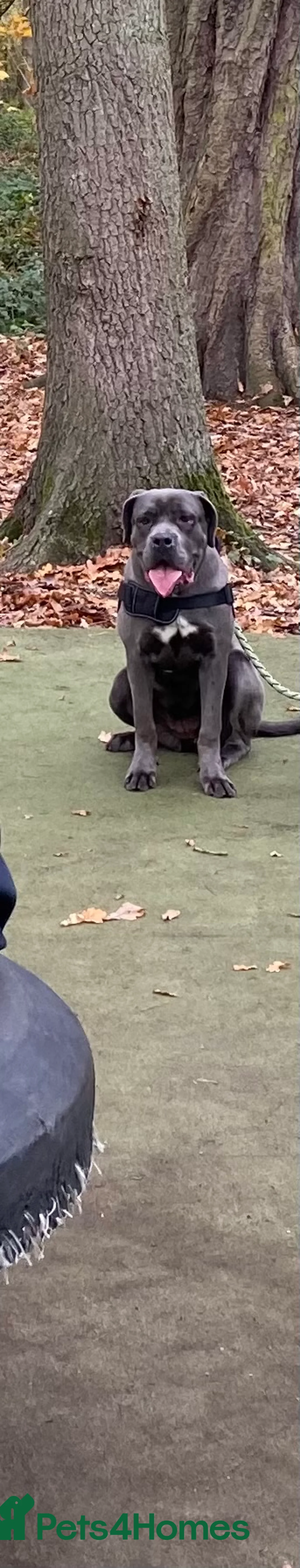 Cane Corso dogs for sale:  Xena 11 month old black-collar cane corso - Advert 4