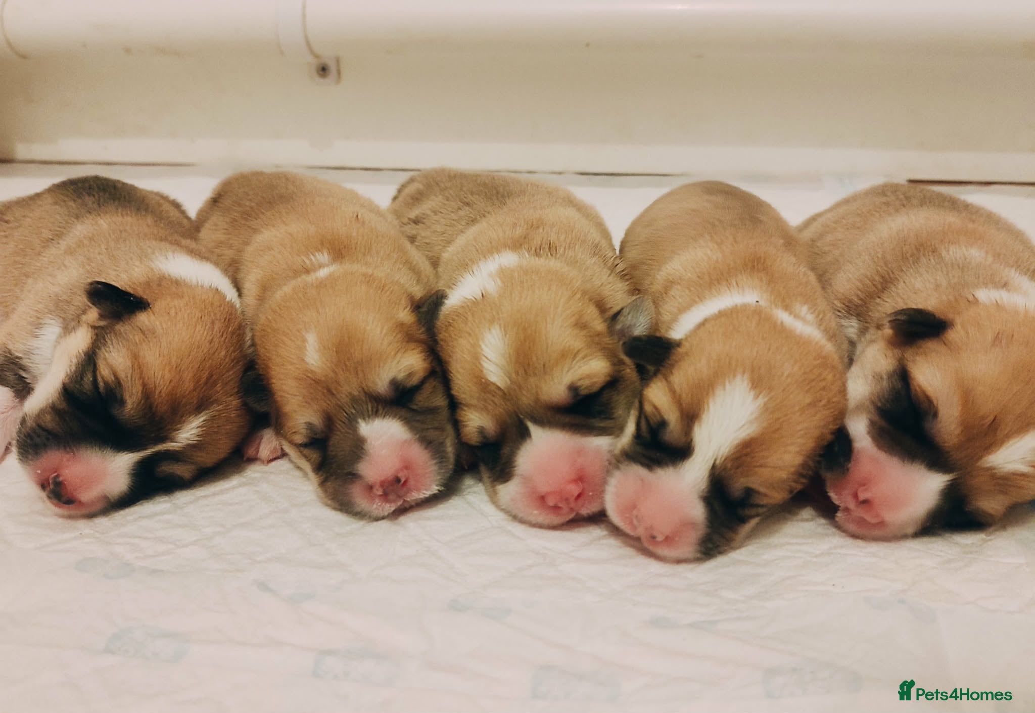 Welsh Corgi Pembroke dogs Welsh Corgi (Pembroke)  - Advert 5