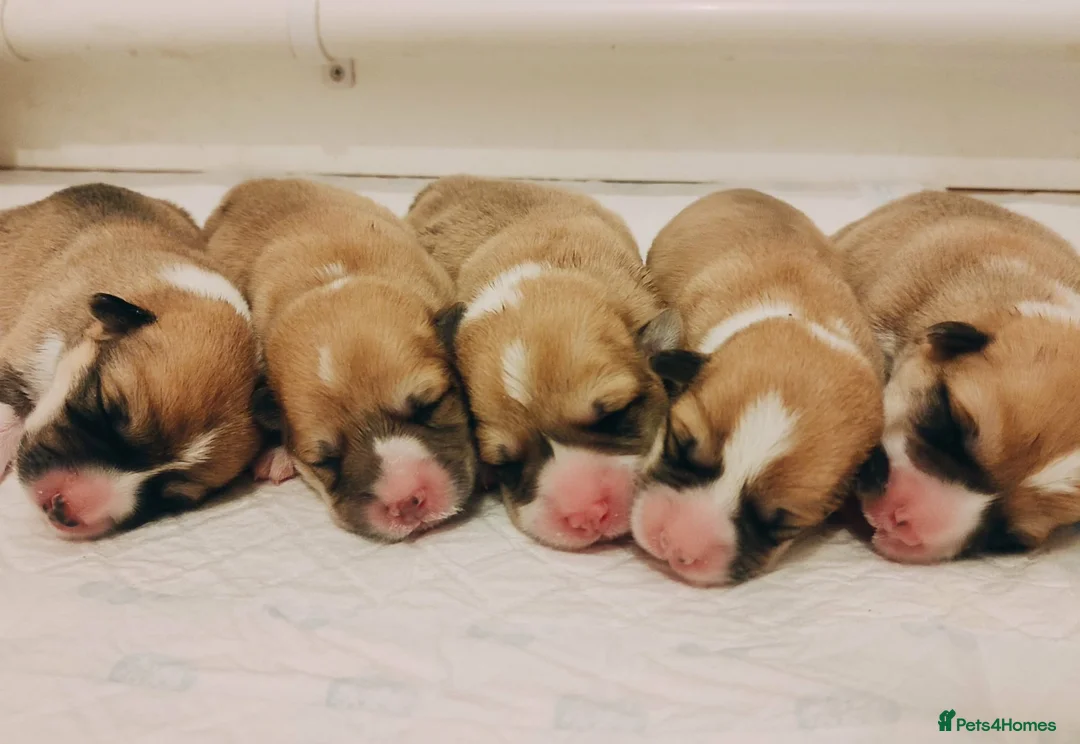 Welsh Corgi Pembroke dogs for sale: Welsh Corgi (Pembroke)  - Advert 1