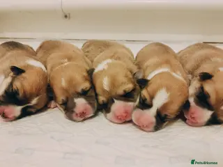 Welsh Corgi Pembroke dogs Welsh Corgi (Pembroke) - Advert 5