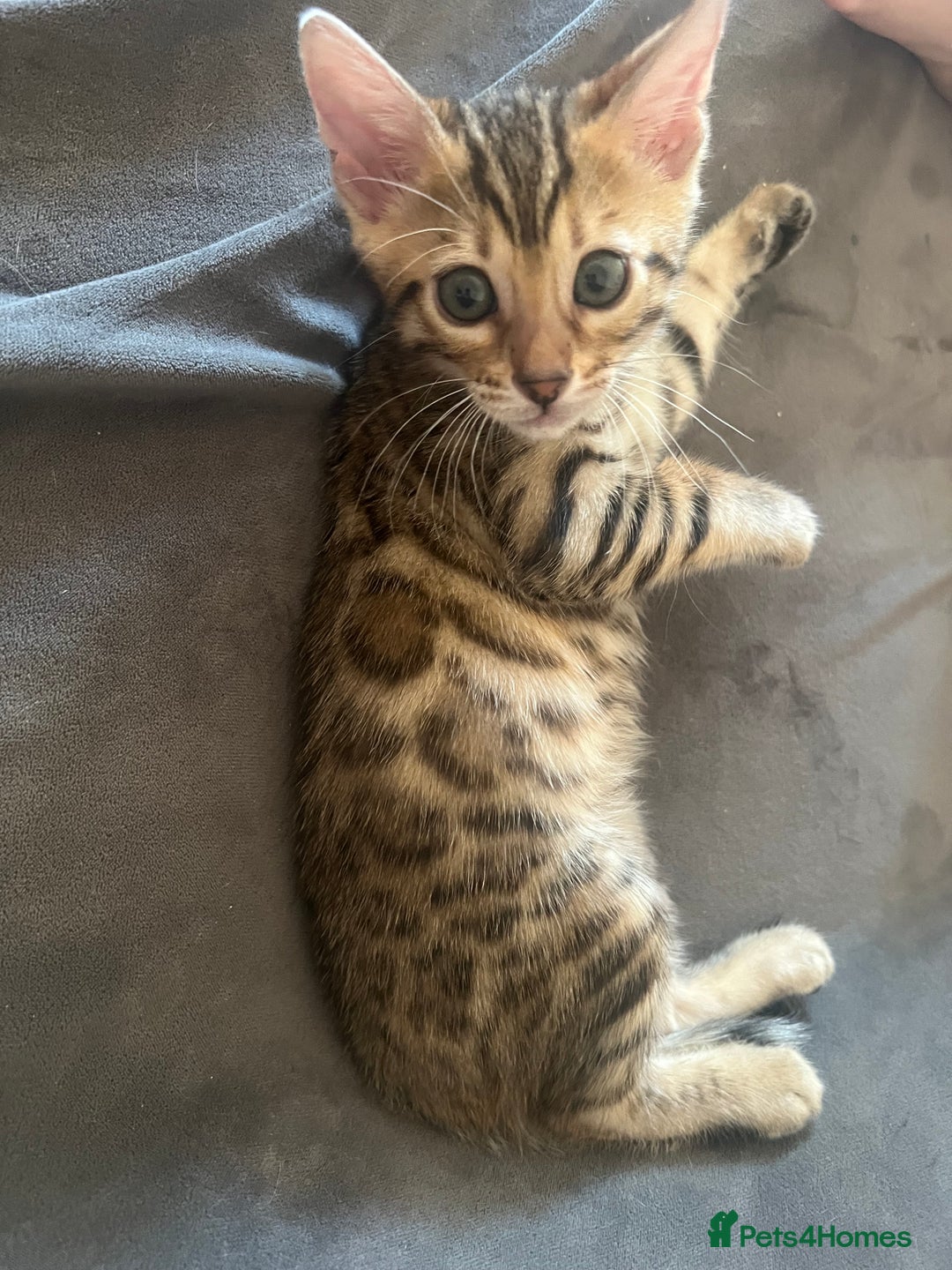 Bengal cats for sale: Last Brown Bengal Girl Available  - Image 1