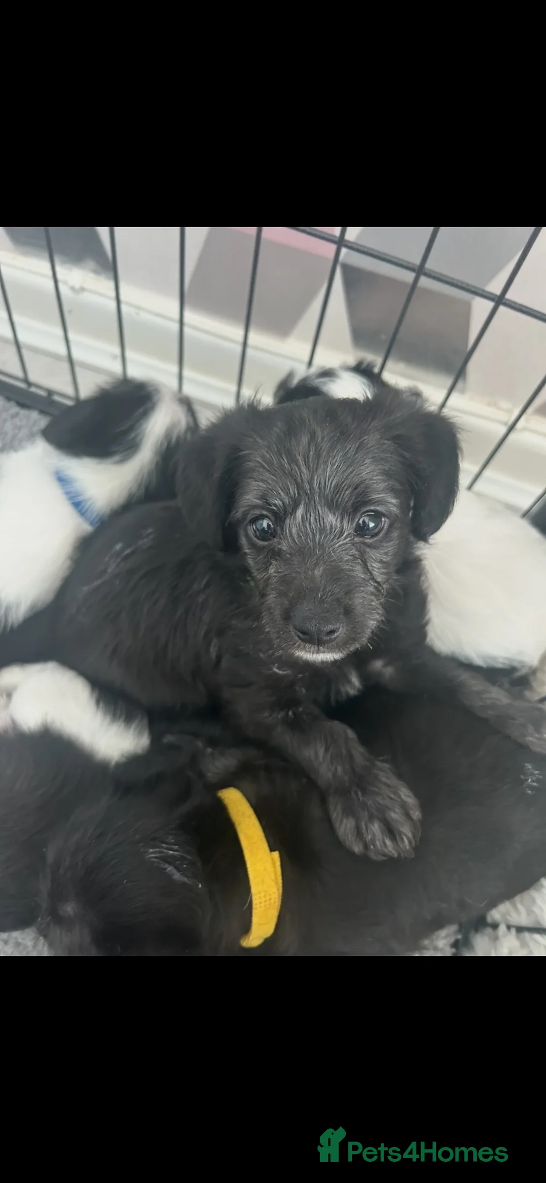 Jackapoo dogs for sale: Jackpoo puppies ready NOW - Advert 2