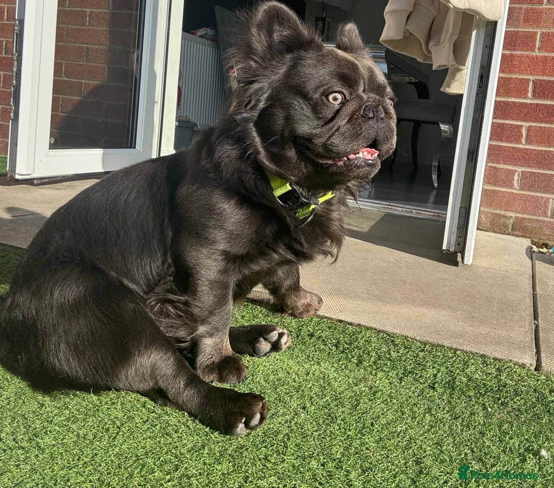 French Bulldog dogs for stud: Fluffy Frenchie For Stud in Glasgow - Advert 4