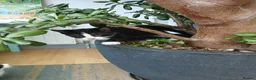 Mixed Breed cats for sale: 6 cute kittens for sale - Advert 14