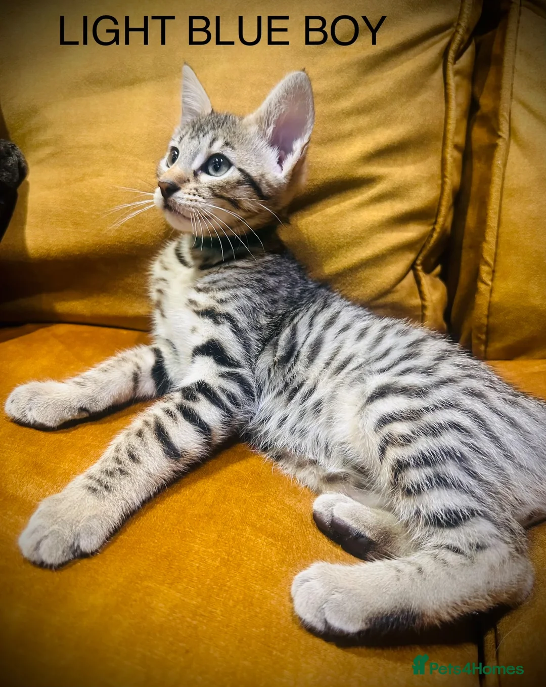 Savannah cats for sale: F5 Savannah girl and boy kittens  in Bradford - Advert 1