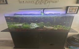 Platies fish for sale: 130L fish tank with stand everything included - Image 2