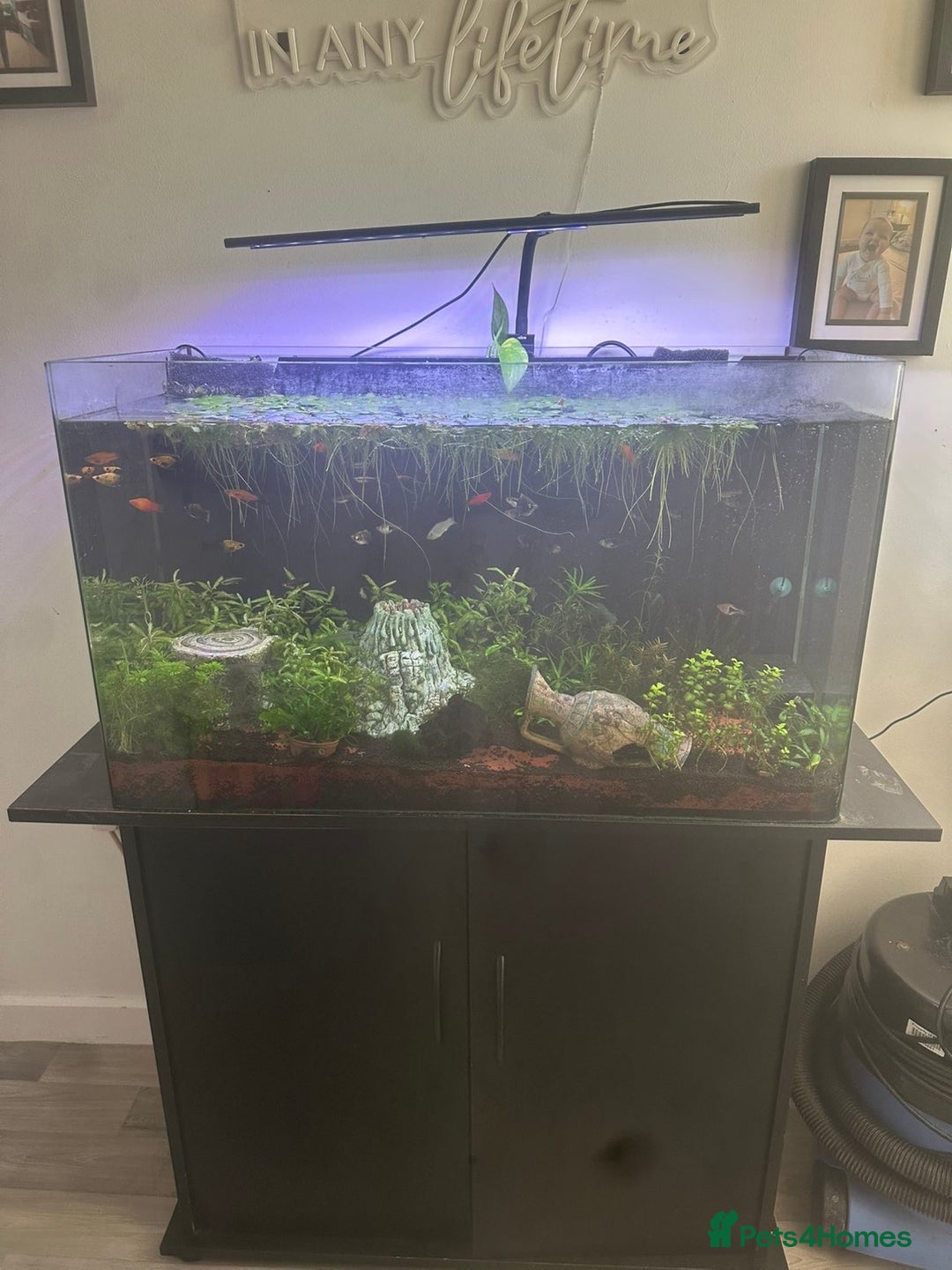Platies fish for sale: 130L fish tank with stand everything included - Image 2
