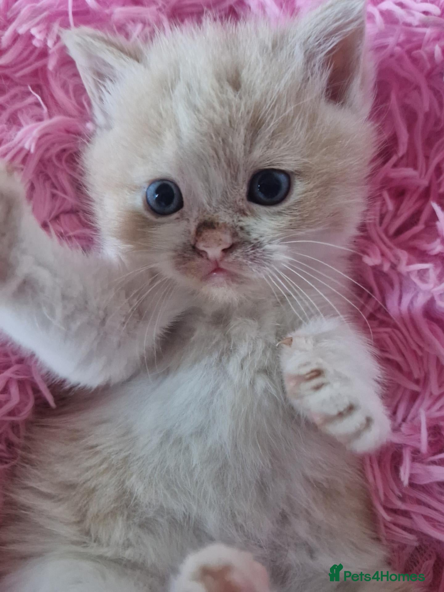 Exotic cats Male persian exotic kitten for sale - Advert 18